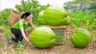 Harvesting Giant Guava ( Gift of Nature )  Goes to market sell | Minh Daily Harvesting