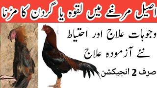 Aseel paralysis Treatment | Murghay k Laqway ka ilaj