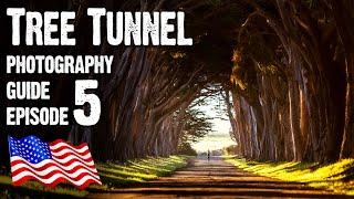 CYPRESS TREE TUNNEL - Landscape Photography USA