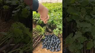 Fresh Black Grapes  Harvest from Vineyard | Amazing Grapes Farming by Farmer | #satisfying #shorts