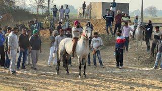 1 prize bike ️MOHIE (Ludhiana) || Bareback Horse Racing || 12th Dec’24