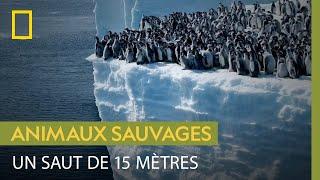 Incroyable : ces manchots empereurs juvéniles sautent d’une falaise de glace de 15 mètres de haut