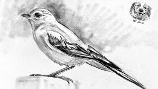 How to Draw a Bird with Pencil Very Easy adn Step by Step