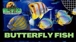 Butterfly Fish