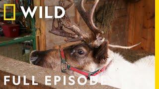 Reindeer Magic (Full Episode) | The Incredible Dr. Pol