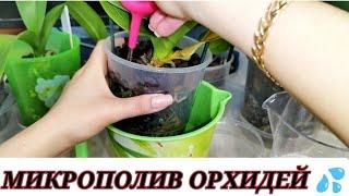 Самый ЛУЧШИЙ метод полива для больных, ослабленных орхидей- МИКРОПОЛИВ 