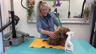 My petcetera etc with Tracy Harding, Awesome Paws Professional Dog Grooming - Grooming Puppies