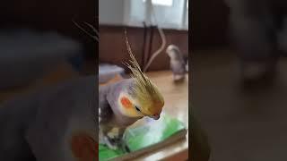 Lulu and his new friend Momo the lovebird  #birds #cutebird #cuteparrot #cockatielsing