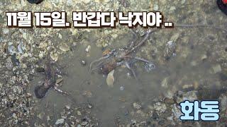 11월 15일 낙지야.. 얼굴좀 보자