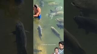 Man And Fish Friendship️ #shortsfeed #knowledge #wildlife #viral