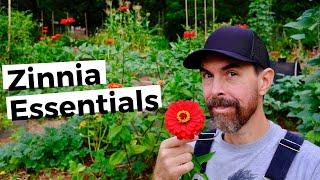 TIPS FOR GROWING GIANT ZINNIAS | BRING DRAMA TO THE GARDEN