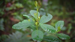 Yerba Mate. A Market-driven model to conserve Atlantic Forest