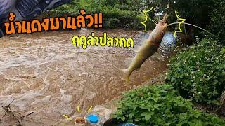ตกปลากด!! หย่อนเหยื่อคลองเล็กๆ ข้างทาง!! น้ำแดงมาแล้ว ฤดูล่าปลากด