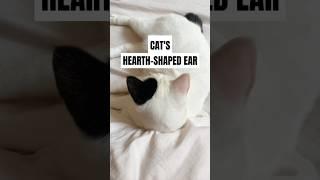 This Cat Has a Heart-Shaped Surprise on Its Ear – Worth More Than a Tesla?!