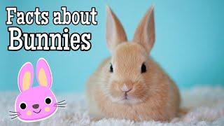 Facts about Bunnies for Kids