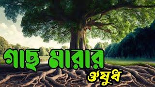 বড় গাছ মারতে কি করবেন? বিস্তারিত অনেক তথ্য