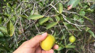 Colhendo frutas no Cerrado - pequi - Rufão - Marolo