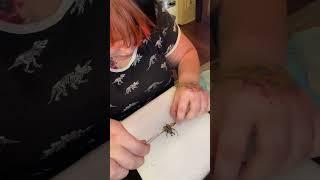 How to Spread/Mount a Beetle