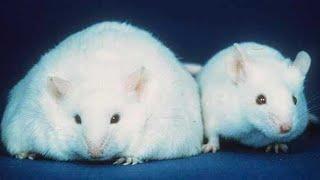 The Cre-loxP Technique (Transgenic Mice)