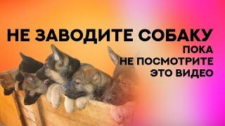 Не заводите собаку служебной породы пока не посмотрите это видео. Rules of raising a puppy.