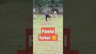 The perfect yorker Has this ever happened to you?#cricketgraph #cricket #youtube #shorts