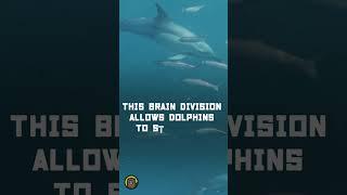 Why do dolphins sleep with only one half of their brain? Interesting animal facts - Dolphins