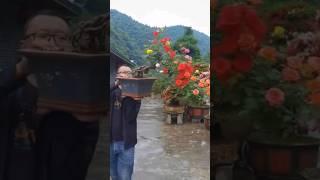 Бонсай из розы. Очень декоративно! #shorts #bonsai #сад #роза @Studio.Bonsai
