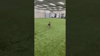 Fetch inside of PlayMaker Training | PlayMaker Pup