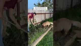 In case you needed some wholesome content  #pov #corememory #newhome #lawncare #yardwork