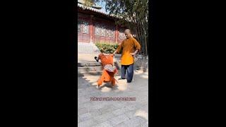6岁小男孩练少林功夫走红网络# 武术 # 少林功夫 ##网红故事#非凡人生#shorts