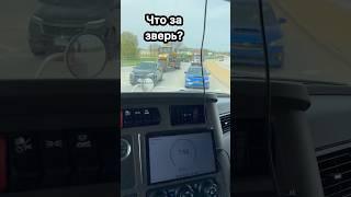 Трактор три колеса что за зверь такой большая сельхоз строителная техника
