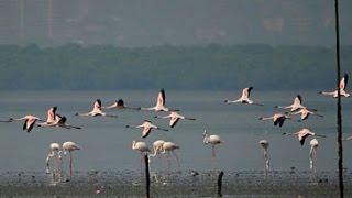 Flock of flamingos throng Vashi creek