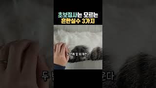 초보집사는 모르는 흔한실수 3가지 #고양이 #초보집사  #고양이정보