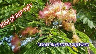 #34  HOA PHƯỢNG | Phoenix flower | Ở MỸ NHƯ NÀO...???️️