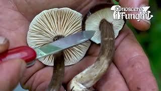 Conoscere i Funghi: Lactarius lignyotus [ NON COMMESTIBILE ]