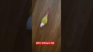 졸졸 쫒아다니는 레몬이 #birds  #썬칙 #앵아지 #썬칙코뉴어 #parrot #cute