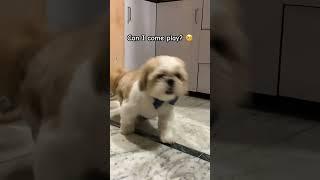 Would you play with me? #youtubeshorts #shihtzu #levi #dog #ytshorts #cat #puppy