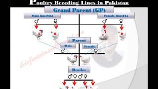 Poultry Breeding Lines