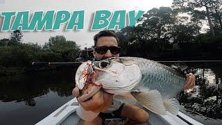 Tampa Creeks: Snook, Tarpon & Reds!