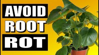 Foolproof Root Rot Killer That Actually Works - Houseplant Care Tips