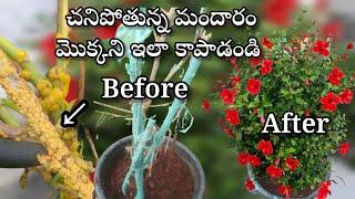 Mudpack control on hibiscus plant | hibiscus plant care in telugu