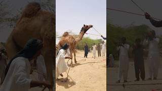A camel was running and climbing into a car #shorts
