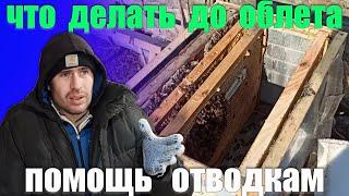 Пчеловодство работа на пасеке до облета пчел. Как выровнять отводки в феврале и спокойно дозимовать