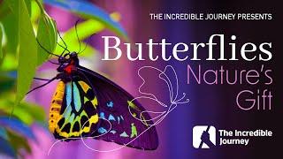 The Beauty of Butterflies – Evidence of a Master Designer