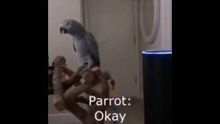 Funny Dank Memes - Parrot Having Fun With Alexa #Shorts