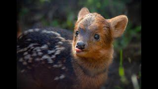 pudu | 10 unknown facts