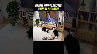 동생을 꼭두각시로 만든 형 보더콜리
