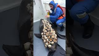 A Seal Infested by a Clam Seeks Help from a Woman #ArcticWildlife #cute      #animals
