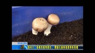 慈科大「香檳茸植物農坊」 開創花蓮無毒農業新商機