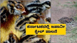 ಕರ್ನಾಟಕದಲ್ಲಿ ಜಪಾನೀ ಕ್ವೇಲ್ ಪಾಲನೆ|  Profitable Japanese Quail Farming in Karnataka